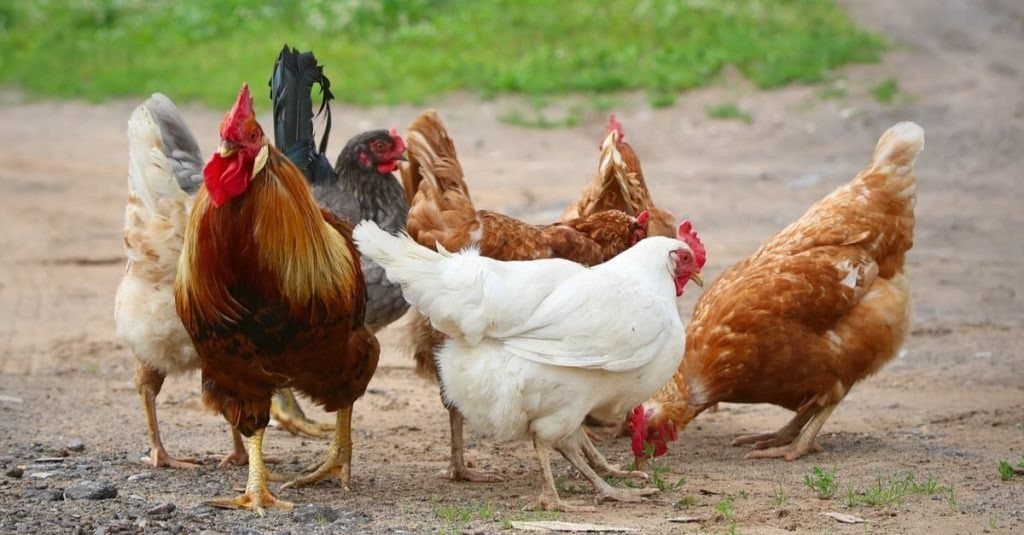 Gift Hens to Start a Family’s Egg Business - Image 2