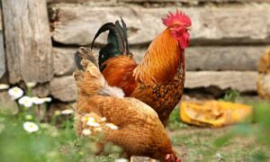 Gift Hens to Start a Family’s Egg Business