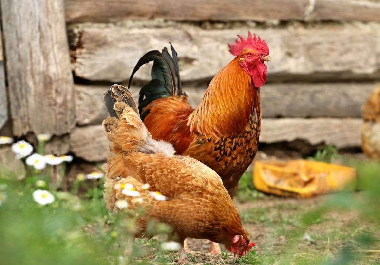 Gift Hens to Start a Family’s Egg Business