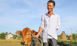 Gift a Cow to help a family
