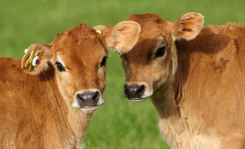 calf for a family