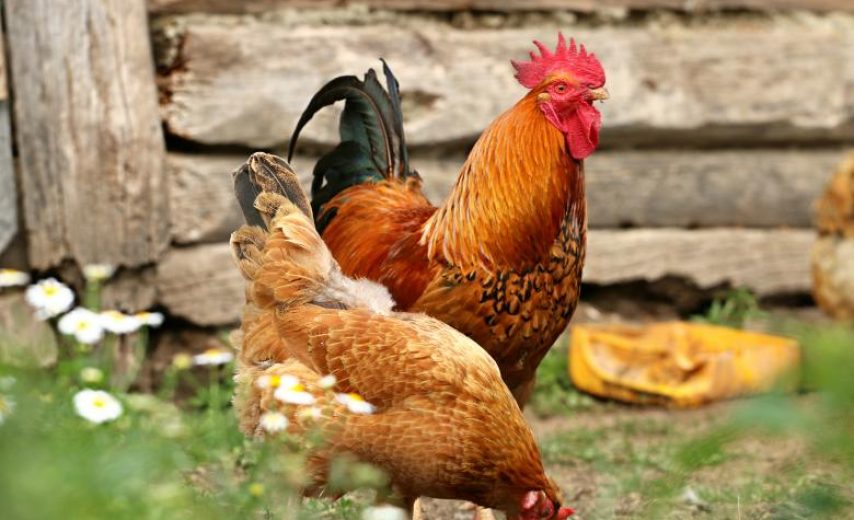 hen-for-family